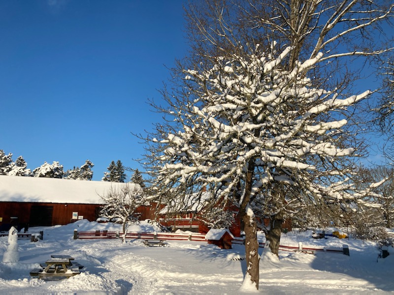 Publik dag Julmarknad på Färsna gård Norrtälje Naturcentrum Färsna